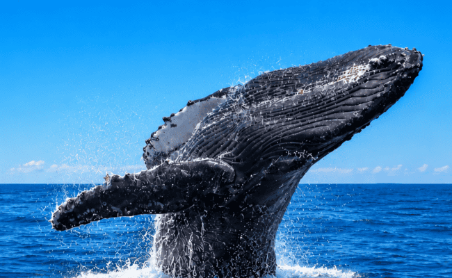 Tour de avistamiento de ballenas en el Archipiélago de las Perlas, Panamá | Joelsanz´s Tours
