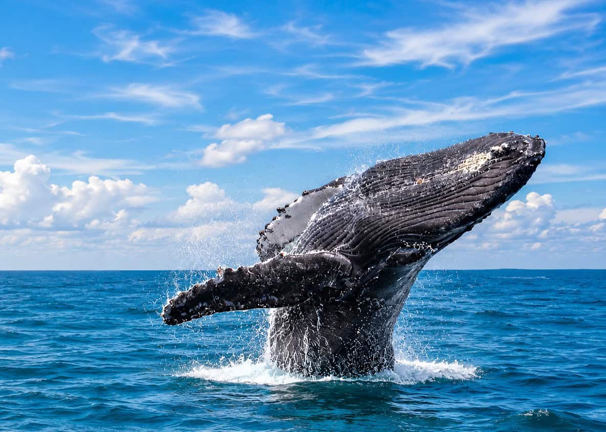 Avistamiento de Ballenas - Archipiélago de Las Perlas